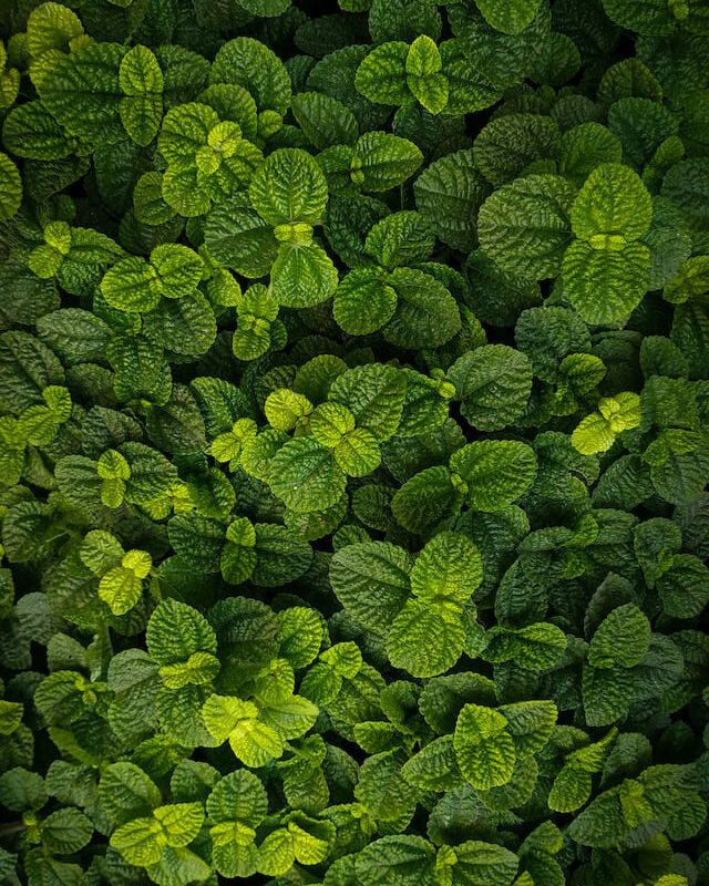 This example generates noise on an image of mint leaves, using only the shades that are present in the image (i.e. a wide range of shades from warm green to black). It generates noise with an intensity of 40%, but to soften the effect, it makes the noise pixels semi-transparent, with an alpha channel of 50% to 80%. (Source: Pexels.)