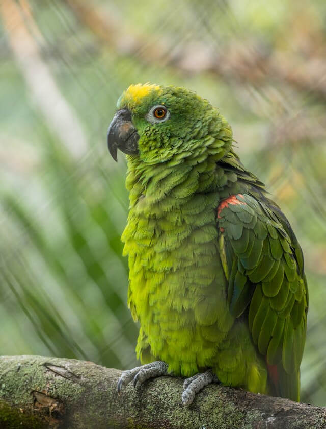 This example takes an input of a green parrot image and performs a JPG format check. The program relies not on the file extension (as it may not always represent the actual image format) but on the image's internal properties. As a result of such a deep examination, the program confidently asserts that this image is indeed 100% in JPG format. (Source: Pexels.)