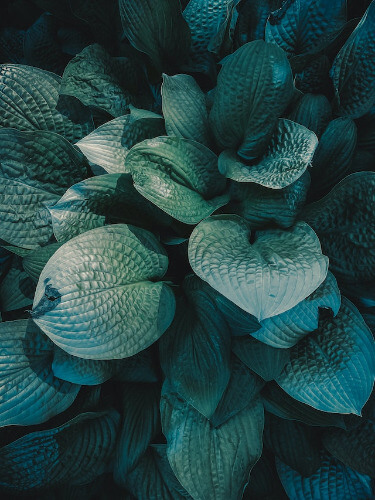 This example automatically identifies the six most dominant colors in an image of green leaves. It captures the average tones present in the image, unveiling the overall image palette and presenting it on the screen as a beautiful visualization. (Source: Pexels.)
