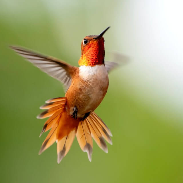 In this example, using the color selection tool, we identify the average hue of a hummingbird's feathers. We set the color selection radius to 9 pixels and extract the average color from the neck area of the bird. On the screen, we print the obtained color in the HSL format. (Source: Pexels.)