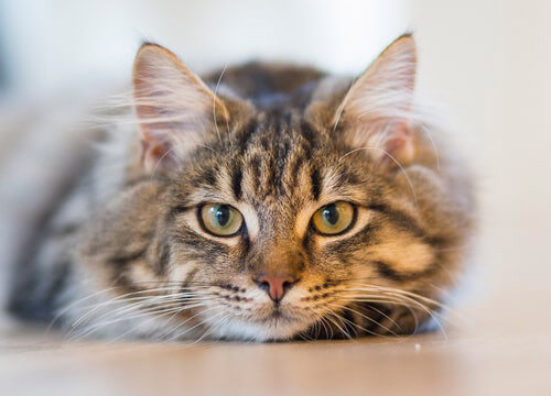 This example rounds all the corners of a kitty image in a quadratic path and sets the corner radius to 100px. It also fills the cropped corners with a solid white color so that the output image is completely opaque. (Source: Pexels.)