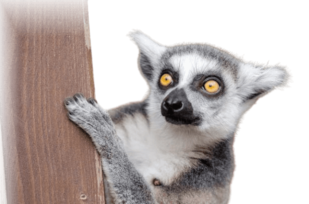 This example sorts the pixels of a lemur image with a transparent background. Because not all image formats support transparency, we use the PNG format here, which is well-suited for working with the alpha channel. The program splits the image into large pixel blocks sized 20×20 and sorts them independently in each column by the alpha channel value in increasing order. This means all opaque pixels are relocated to the top of their respective columns, partially visible pixels appear in the middle, and invisible pixels (fully transparent pixels) are moved to the bottom. (Source: Pexels.)