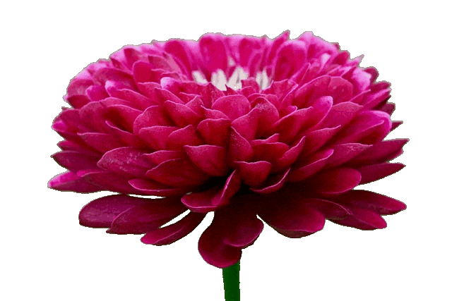 In this example, we remove the green background around a magenta-colored dahlia flower and create a transparent GIF sticker from an opaque BMP. Notice that the background is not uniform. It appears darker at the edges and lighter in the center, so we use a color sensitivity level of 30% to remove all shade variations. The green color for removal is selected by clicking on the BMP's background in the preview window. As a result, the flower is cleanly separated from its background, and only the dahlia remains visible in the final GIF. (Source: Pexels.)