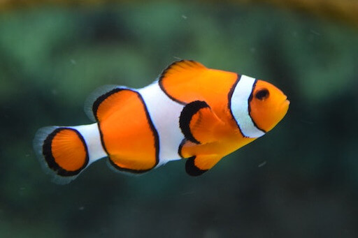 In this example, we change the coloring of a clownfish (also known as Nemo fish) by replacing the orange color with purple. To preserve the volume, shape, shadows, and highlights of the fish during the color replacement, we use the "Keep Dark and Light Shades" option. (Source: Pexels.)