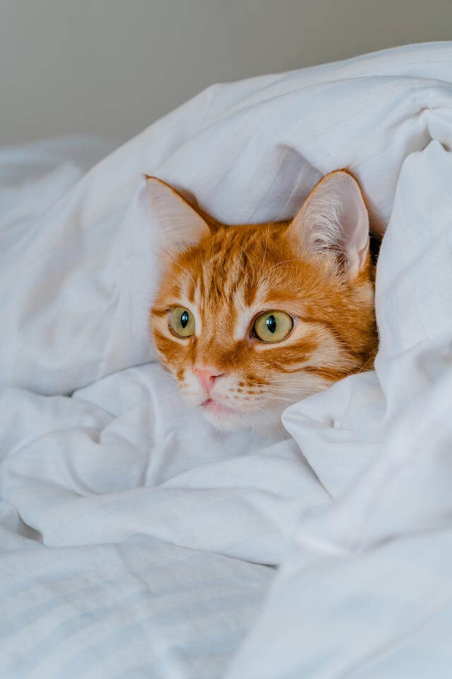 In this example, we hide the face of an orange cat peeking out from under a blanket. To not completely erase the face, but only to obscure the main features of the mischievous ginger, we use the pixelation method in a selected rectangular area. By specifying a block size of 20 pixels, we get a mask of many pixels in place of the cat's face. (Source: Pexels.)