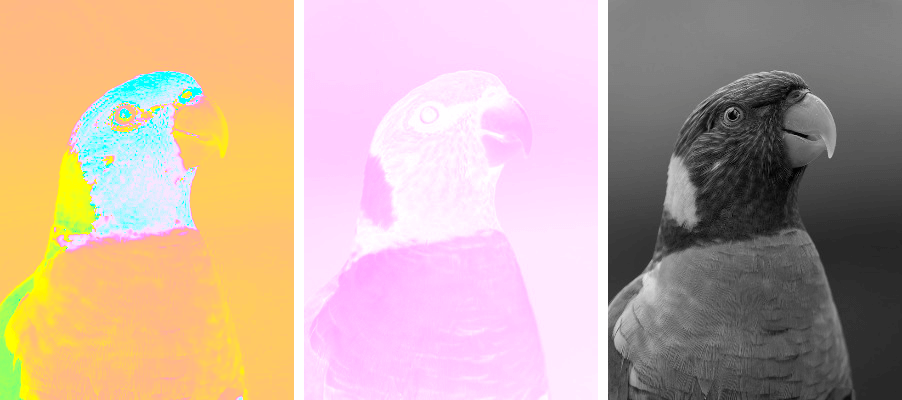 In this example, all three HCL channels – hue, chroma, and luminance – are extracted simultaneously. The hue channel showcases the spectrum of the bird's plumage colors, emphasizing its vibrant feathers. The chroma channel displays variations in color saturation, highlighting the intensity of the parakeet's plumage. Lastly, the luminance channel demonstrates the contrast between light and dark shades in the bird's feathers. (Source: Pexels.)