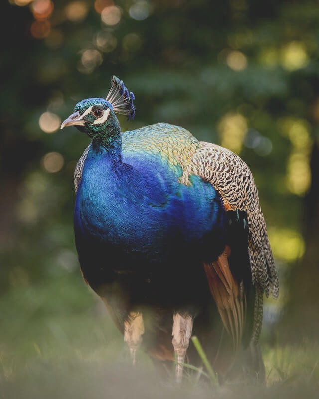 This example takes an input of a very bright and colorful image of a blue peacock. To reduce the image's visual impact and attention-grabbing elements, it lowers the contrast of the image to 70 percent. As a result, the output image appears less saturated and colorful. (Source: Pexels.)