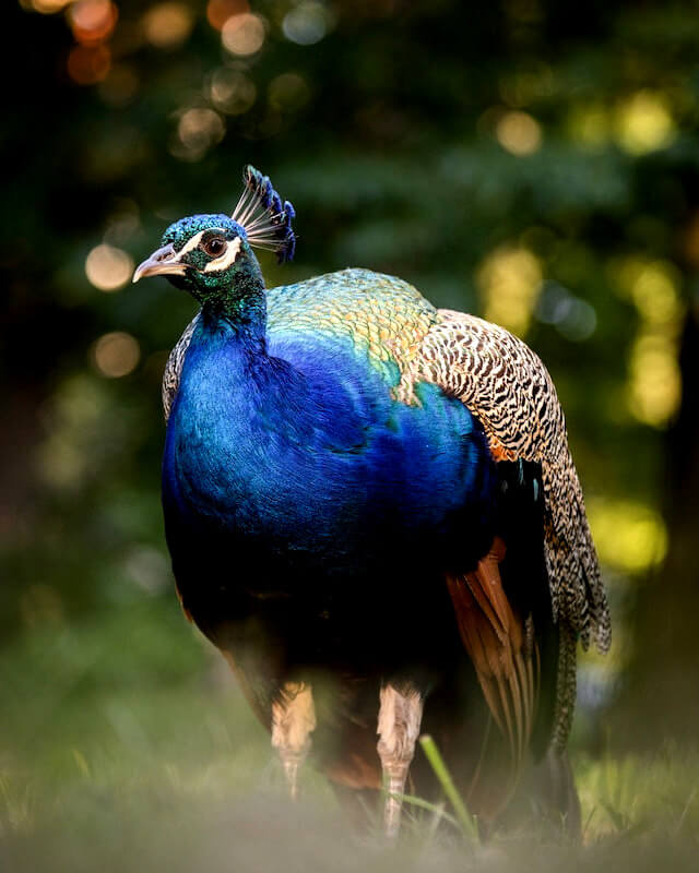 This example takes an input of a very bright and colorful image of a blue peacock. To reduce the image's visual impact and attention-grabbing elements, it lowers the contrast of the image to 70 percent. As a result, the output image appears less saturated and colorful. (Source: Pexels.)