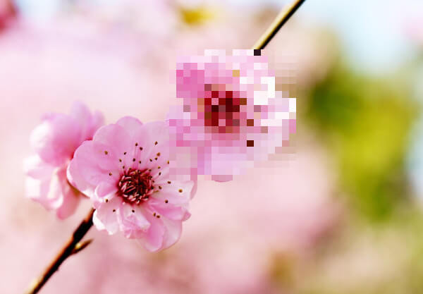 In this example, we are working on an expansion for the game Minecraft. We decided to add more plants to the game and we're starting with a cherry blossom tree. To create a cherry blossom flower, we are using our pixelation program. It transforms a real image of the cherry blossom into pixelated style that is suitable for the game. We pixelate an area of the flower that is 180 by 186 pixels and set the pixelation strength to 10px. (Source: Pexels.)