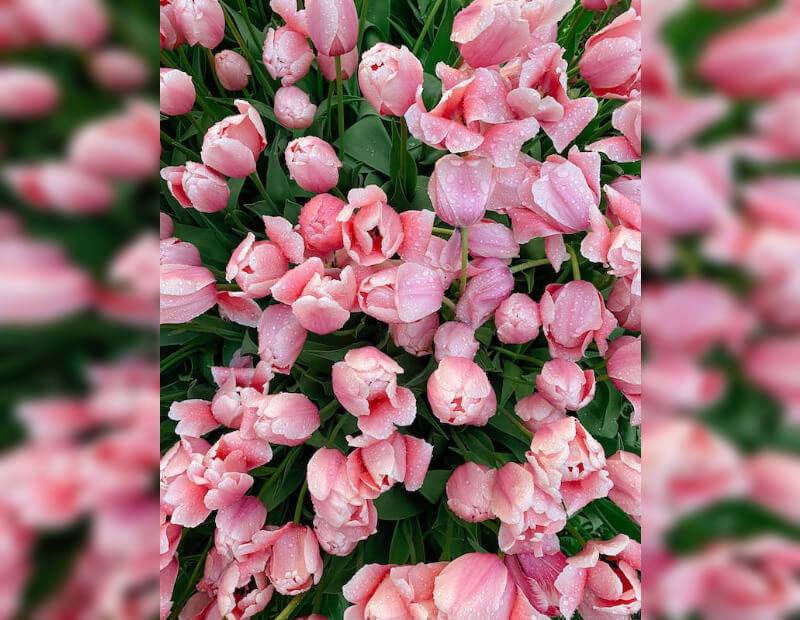 This example automatically converts a vertical image of pink tulips into a horizontal one using a side-blur mode. It places the original image as a background and blurs it at a level of 14 pixels, resulting in a horizontal image sized at 800 by 620 pixels. (Source: Pexels.)