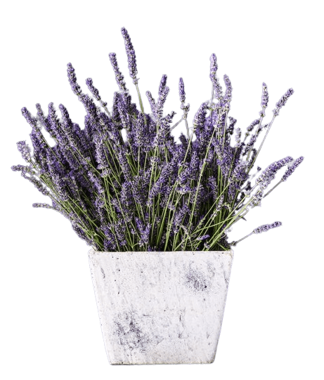 In this example, we upload an image of a lavender bouquet in a pot with a transparent background to check if it is in WebP format. Even though WebP format supports transparency, it is not a guarantee that the image is in WebP format. As a result, we get a red notification that the image is not in WebP format but is instead in PNG format. (Source: Pexels.)