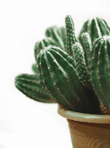This example converts a static GIF image of a cactus into a static BMP image. The resulting BMP image preserves the image quality and details. Each raw GIF pixel has exactly the same value in the BMP image as all pixels in the BMP are uncompressed and represented as raw red, green, blue values. (Source: Pexels.)