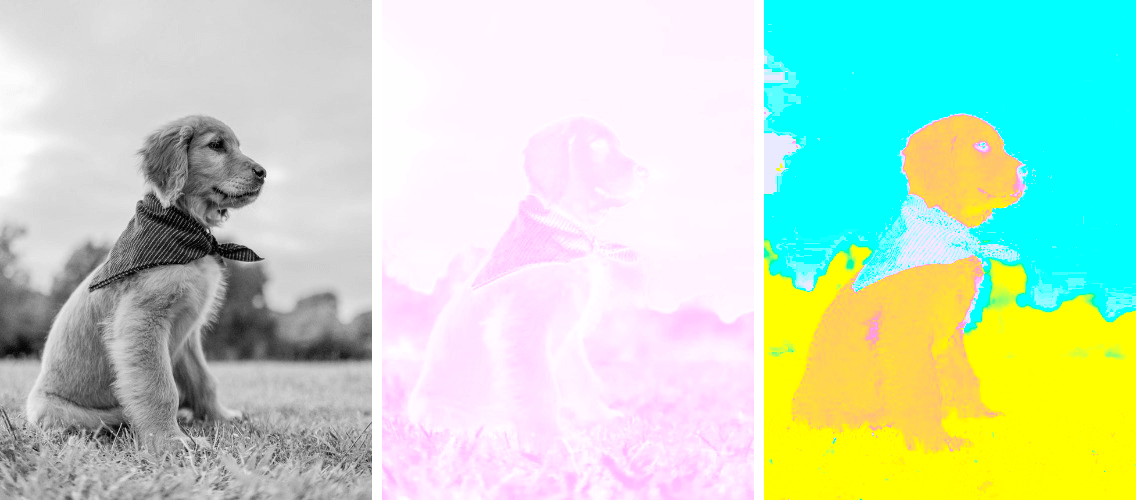 This example dissects the image of an adorable puppy on grass into three distinct components of the LCH color space. The first image shows the luminance of each pixel, the second demonstrates chroma, and the third illustrates hue. In reality, the combination of these three images equals the input image itself. (Source: Pexels.)
