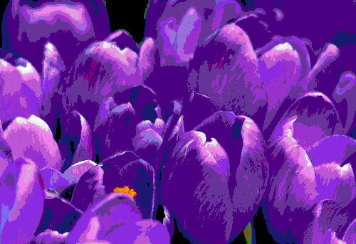 In this example, we switch the image to the CSS Colors palette. This color palette has just one additional color compared to the Extended HTML Colors, and this color is called "RebeccaPurple". The crocus flowers in the image use many pixels of the RebeccaPurple color and to visually see the difference between pixels of this color, you can switch between the CSS palette mode and the Extended HTML palette mode. (Source: Pexels.)