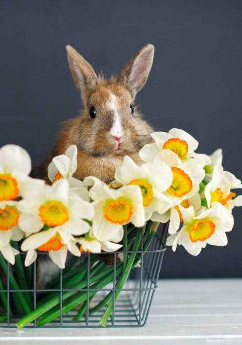 In this example, we remove half of the image that we do not need. To do this, we use the x coordinate of 490 and empty other parameters to select the desired part of the image and discard the remaining part. As a result, we get a vertical image of a rabbit with flowers. (Source: Pexels.)