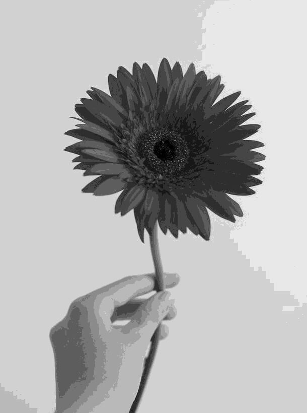 This example generates a grayscale image with a limited color palette. Instead of the standard 256 shades, it uses only 12 and applies the average color conversion algorithm, where one-third of each color is mixed together to form a gray tone. In the input image, we see a vivid red gerbera daisy held by a hand against a light blue background. The flower's petals are rich in color, displaying various shades of red and pink. In the output image, each gray tone becomes distinctly visible as there are only twelve distinct shades of gray left. (Source: Pexels.)