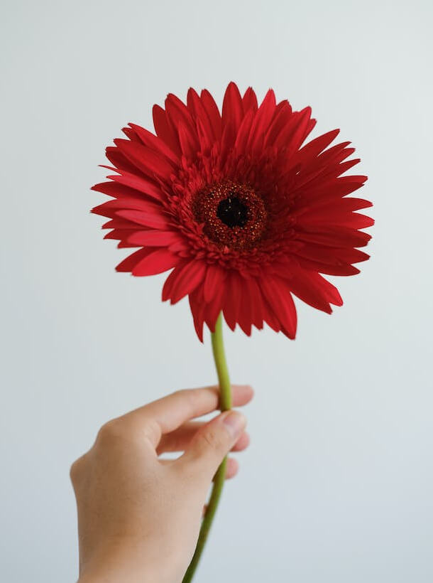 This example generates a grayscale image with a limited color palette. Instead of the standard 256 shades, it uses only 12 and applies the average color conversion algorithm, where one-third of each color is mixed together to form a gray tone. In the input image, we see a vivid red gerbera daisy held by a hand against a light blue background. The flower's petals are rich in color, displaying various shades of red and pink. In the output image, each gray tone becomes distinctly visible as there are only twelve distinct shades of gray left. (Source: Pexels.)