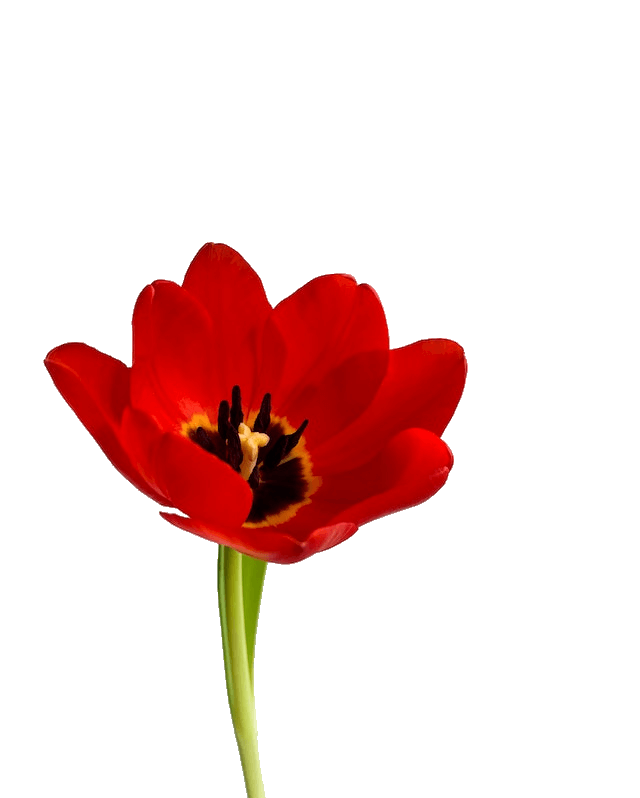 This example removes the gray background from the image, leaving only the tulip flower in the foreground. The program identifies the background color as #cccecd and removes its shades that differ by less than 13% from the background color. The resulting tulip flower is downloaded in PNG format, which supports transparency. (Source: Pexels.)