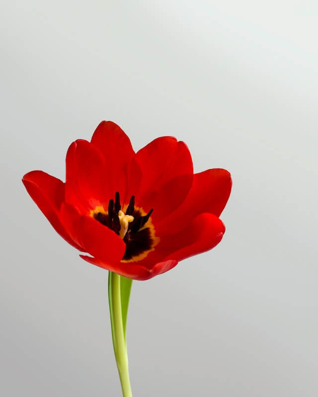 This example removes the gray background from the image, leaving only the tulip flower in the foreground. The program identifies the background color as #cccecd and removes its shades that differ by less than 13% from the background color. The resulting tulip flower is downloaded in PNG format, which supports transparency. (Source: Pexels.)