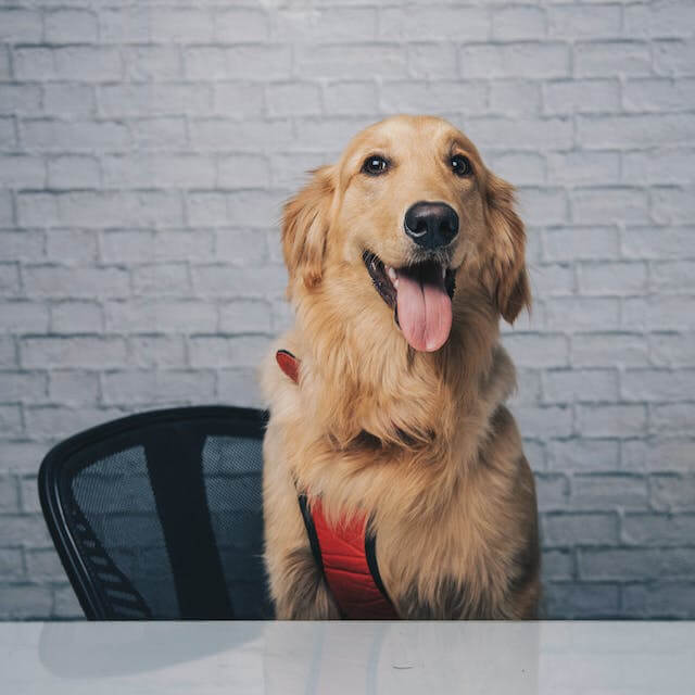 In this example, we add a light layer of blur to the face of a golden retriever. The blur level is set to 10 and applied in a square area. This subtle blurring effect doesn't provide a one hundred percent guarantee of identity concealment as the blur intensity is relatively mild. (Source: Pexels.)