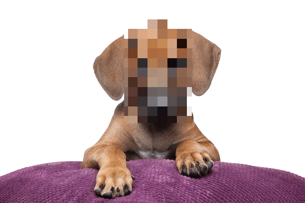 In this example, we apply the pixelation effect to the face of a Rhodesian Ridgeback dog. We select an oval shape for the pixelation layer, covering only the dog's face and not its large ears. Even though the dog's portrait is on a transparent background, all of the pixels within the selected area are converted to large blocks of 20 pixels. (Source: Pexels.)