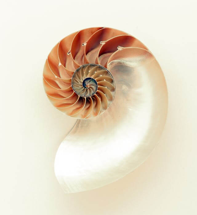 In this example, we sort the pixels of a seashell image by their saturation. Color saturation is how intense or pure a color looks. High saturation makes colors bright and vivid, while low saturation makes them look faded and grayish. The seashell originally contains soft wheat tones on its edge and richer peru and chocolate shades in its twisted center. To do the sorting, we set the pixel size to 4 and sort the grouped pixel blocks in decreasing saturation order in each row of pixels. As a result, the vibrant brown tones rise to the top, while the paler beige and white tones move to the bottom. (Source: Pexels.)