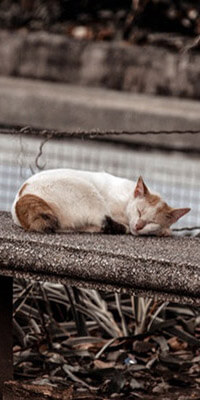 This example crops a sleeping cat from an image. The crop area extends from the very top to the very bottom of the image, taking the form of a thin strip. To quickly select the top and bottom edges of the image, the tool simply sets the crop height and y position parameters to empty values. (Source: Pexels.)