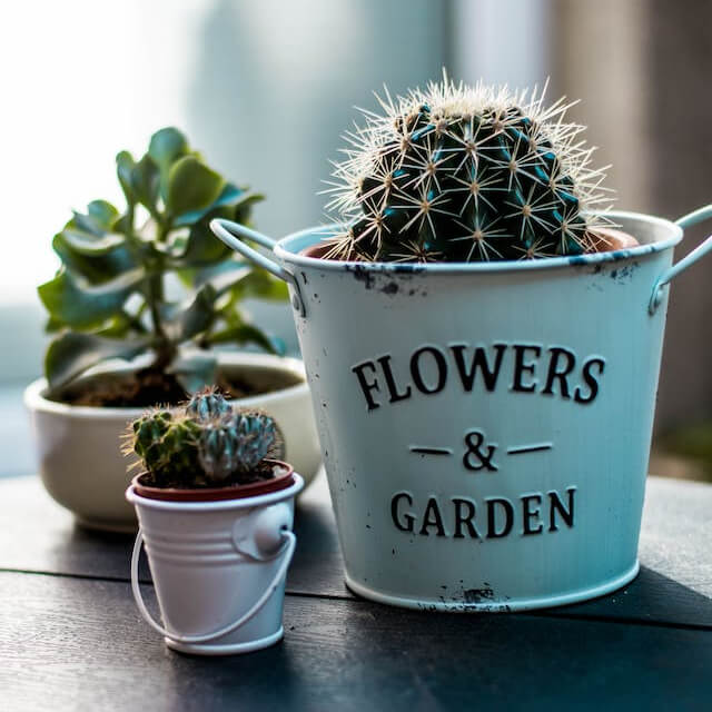 In this example, we upload an image of three flower pots to the input. As our interest lies in just one plant, we extract the necessary slice from the image. Using the preview's resizers, we select a rectangular shape around the cactus in a pot and obtain it as an independent image on the output. (Source: Pexels.)