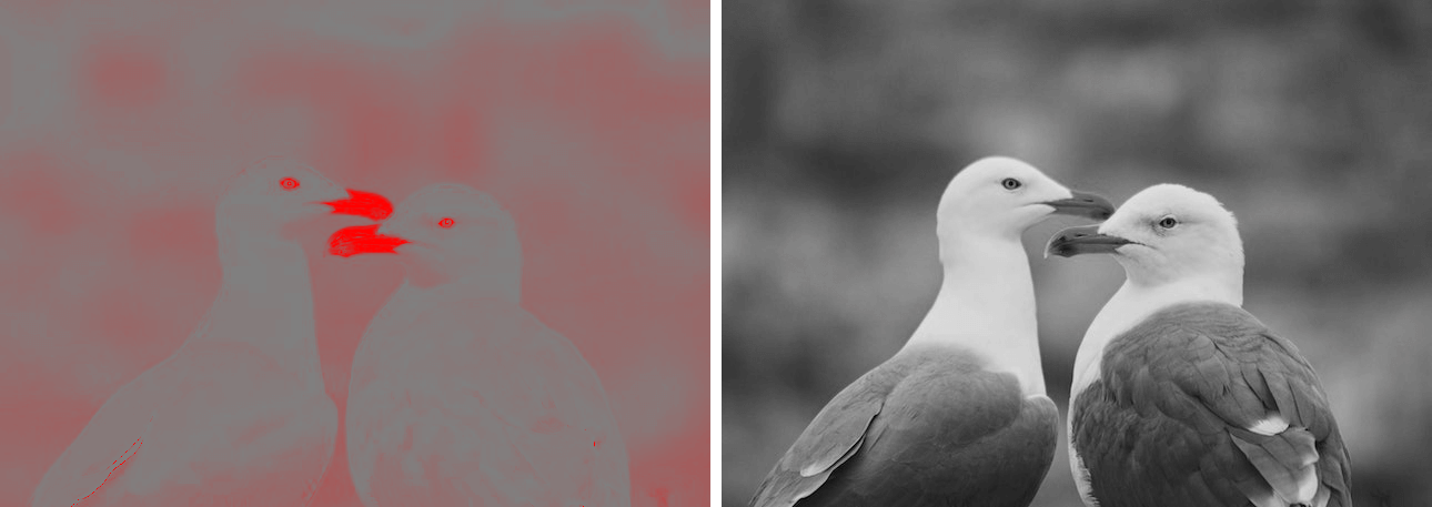 This example shows the saturation and light of the image of two seagulls. The saturation image, indicated by the bright red color, displays well-saturated areas (the beak and the bird's eyes) and uses gray tones to represent unsaturated areas. The brightness image, using shades of white and gray, highlights the light and dark areas of the image. (Source: Pexels.)