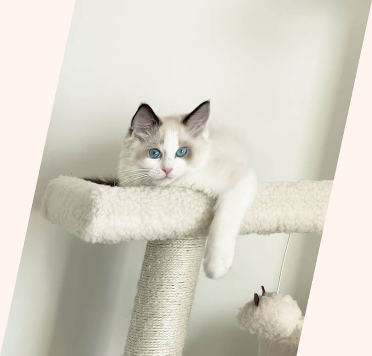 This example skews an image of a white cat with blue eyes horizontally at a 12-degree angle. Since the angle is positive, the pixels are shifted to the right. The program fills in the top and bottom corners with the color seashell to cover up the missing pixels. (Source: Pexels.)