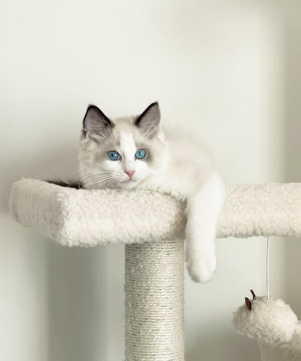 This example skews an image of a white cat with blue eyes horizontally at a 12-degree angle. Since the angle is positive, the pixels are shifted to the right. The program fills in the top and bottom corners with the color seashell to cover up the missing pixels. (Source: Pexels.)