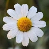 This example decodes a data URL containing information about an image of a white daisy in the WebP format. The output is a viewable WebP image with a small file size due to the good and modern image compression properties of WebP. (Source: Pexels.)