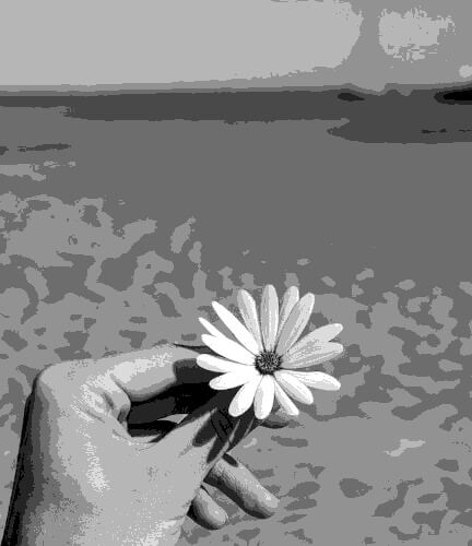 In this example, we transform a multicolored image of a white flower in someone's hand into a grayscale image with a limited 8-color palette. Such a restriction on the color palette results in significant quantization of the image and the loss of most details. For example, the boat in the background becomes unrecognizable when there are less than 64 shades of gray tones present in the image. (Source: Pexels.)