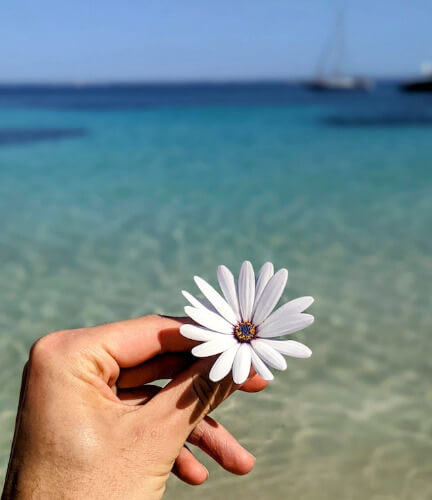 In this example, we transform a multicolored image of a white flower in someone's hand into a grayscale image with a limited 8-color palette. Such a restriction on the color palette results in significant quantization of the image and the loss of most details. For example, the boat in the background becomes unrecognizable when there are less than 64 shades of gray tones present in the image. (Source: Pexels.)