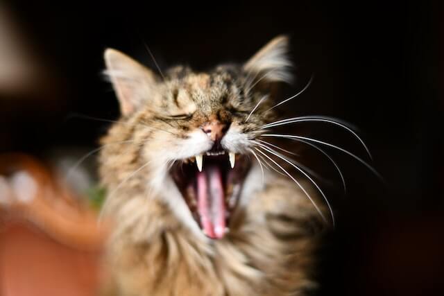 This example transforms a colorful image of a yawning cat into a black and white image. In this case, the algorithm uses white pixels to represent dark areas and black pixels to represent light areas. Additionally, it employs dithering to make the image more realistic by simulating shadows. (Source: Pexels.)