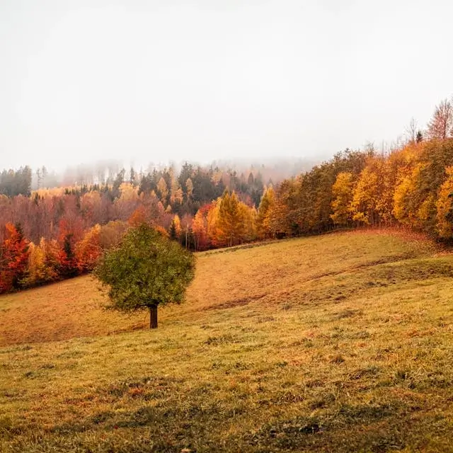 In this example, we add text with emojis to a WebP picture of an autumn landscape. We use a custom font loaded from Google Fonts to create an "Autumn" inscription on the WebP in a beautiful cursive style. We also add two bright autumn leaf emojis to accentuate the autumn atmosphere. (Source: Pexels.)