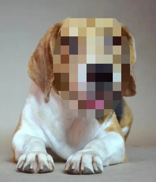 In this example, we use an oval-shaped pixelation for a WebP photo of a beagle dog. The oval shape covers the dog's elongated head and creates a pixel grid with a cell size of 30px. Thus, the dog's identity is concealed, and the dog's owner can share the photo on social media without privacy concerns. (Source: Pexels.)