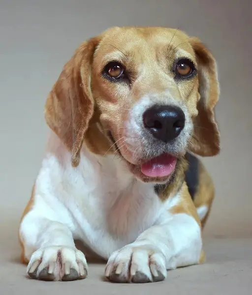 In this example, we use an oval-shaped pixelation for a WebP photo of a beagle dog. The oval shape covers the dog's elongated head and creates a pixel grid with a cell size of 30px. Thus, the dog's identity is concealed, and the dog's owner can share the photo on social media without privacy concerns. (Source: Pexels.)