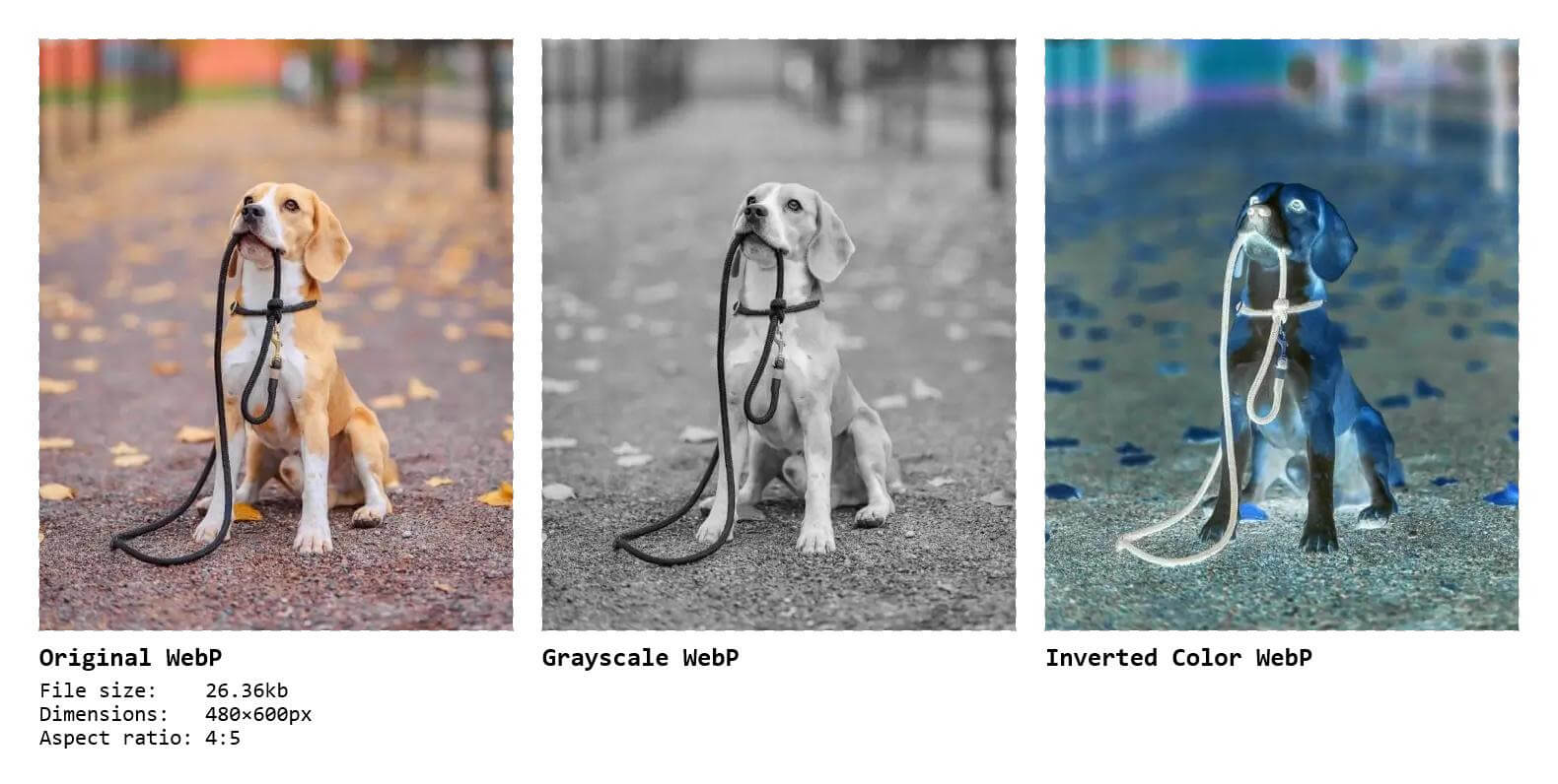 In this example, we view a WebP photo of a beagle in three modes. The mode on the left shows the original WebP with its main properties, such as file size, dimensions, and aspect ratio. The center mode demonstrates how the WebP would look if a grayscale filter was applied, while the mode on the right shows how the WebP would look with inverted colors. (Source: Pexels.)