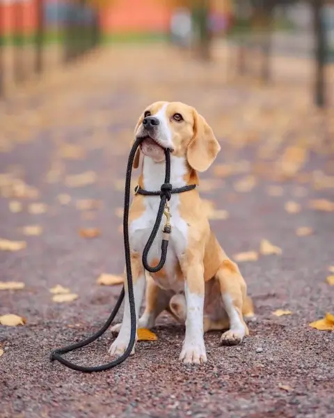 In this example, we view a WebP photo of a beagle in three modes. The mode on the left shows the original WebP with its main properties, such as file size, dimensions, and aspect ratio. The center mode demonstrates how the WebP would look if a grayscale filter was applied, while the mode on the right shows how the WebP would look with inverted colors. (Source: Pexels.)