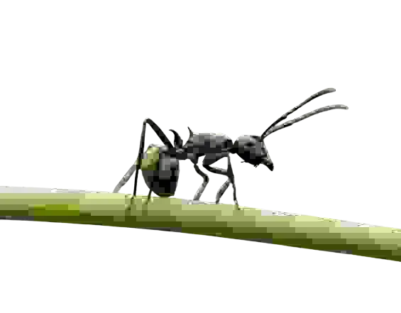 In this example, we load a WebP sticker of an ant with a transparent background and apply the artifact filter with a strength of 98% to it. Despite the transparent background, all non-transparent pixels become pixelated, leading to reduced resolution and loss of details. (Source: Pexels.)