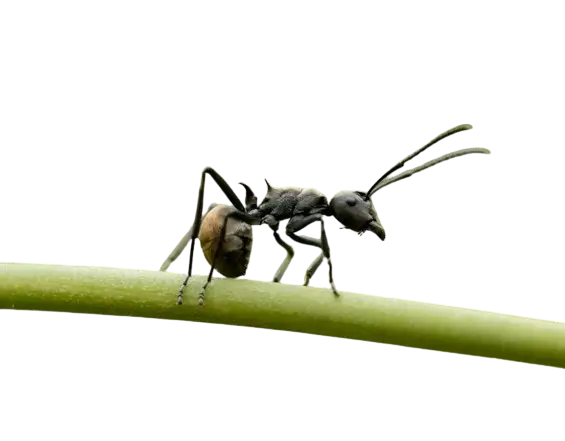 In this example, we load a WebP sticker of an ant with a transparent background and apply the artifact filter with a strength of 98% to it. Despite the transparent background, all non-transparent pixels become pixelated, leading to reduced resolution and loss of details. (Source: Pexels.)