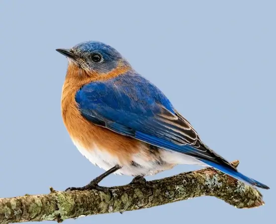 In this example, we use our tool to transform a transparent WebP sticker of a bird into a WebP with a solid background. To do it, we enter the color name "LightSteelBlue" in the options, and it's then used to fill all transparent pixels around the bluebird. The output WebP is no longer transparent. (Source: Pexels.)