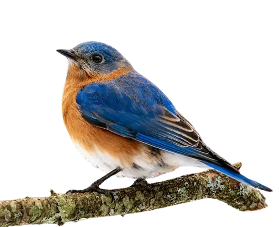 In this example, we use our tool to transform a transparent WebP sticker of a bird into a WebP with a solid background. To do it, we enter the color name "LightSteelBlue" in the options, and it's then used to fill all transparent pixels around the bluebird. The output WebP is no longer transparent. (Source: Pexels.)