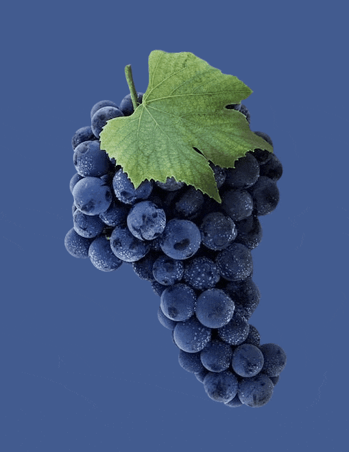 This example converts the format of the given image of grapes from WebP to GIF. At the same time, it removes all transparent WebP pixels and makes them opaque in the final GIF. It's done by turning on the "Remove Transparent Background" option and filling the background area with a solid dark blue color. This is useful if you need your GIF to display correctly on sites or apps that don't handle transparency well, such as older web forums and certain email clients. (Source: Pexels.)