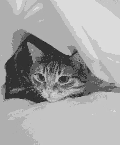 In this example, we upload a WebP photo of a lively orange-and-white cat hiding under the bed sheets and convert it to a grayscale WebP with a reduced color palette. We use only six different monochrome colors, resulting in an artistic photo of the cat with an emphasis on shapes and contrasts. (Source: Pexels.)