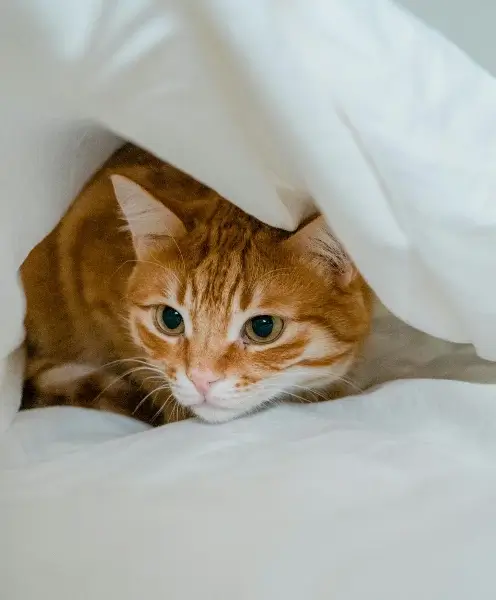 In this example, we upload a WebP photo of a lively orange-and-white cat hiding under the bed sheets and convert it to a grayscale WebP with a reduced color palette. We use only six different monochrome colors, resulting in an artistic photo of the cat with an emphasis on shapes and contrasts. (Source: Pexels.)