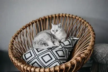 In this example, we significantly optimize the WebP photo of a cat resting on a basket chair. The original WebP has the file size of 73.7kb and to make it smaller, we reduce the quality to 60% and resize the WebP to 70% of its original size. This leads to a substantial reduction in file size to 25.7kb while maintaining acceptable WebP quality for most use cases. (Source: Pexels.)