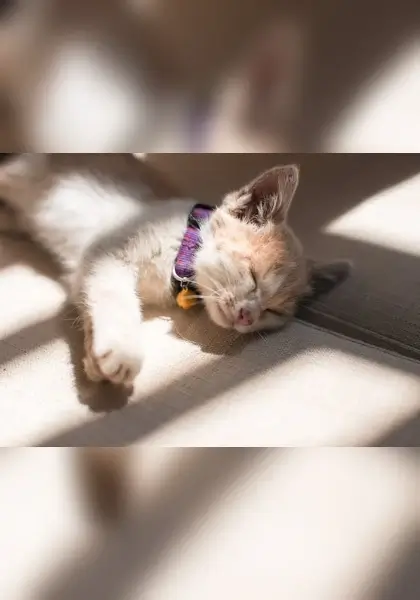 In this example, we change the orientation of a WebP photo of a sleeping cat from a horizontal position to a vertical position. We enable the automatic extension mode, which transforms the WebP from 600 by 420 pixels to 420 by 600 pixels, making it vertical. The additional padding that's created at the top and bottom is filled with a blurred background that's generated from the original WebP. The blur radius of the background is 25 pixels. The new WebP now has a vertical orientation and it preserves the original WebP's style, colors, and vibe. (Source: Pexels.)