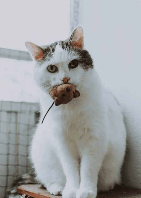 In this example, we transform a WebP image of a cat playing with a toy mouse into GIF format. Because the original WebP doesn't have transparency, the converter creates a GIF image with the same details but limited to just 256 colors. (Source: Pexels.)